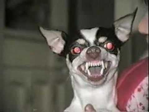 Youtube: Angry Chihuahua