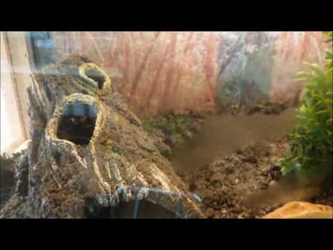 Youtube: Scolopendra subspinipes "High Red" neues Zuhause.