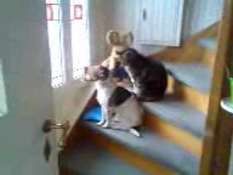 Youtube: Snoopy
