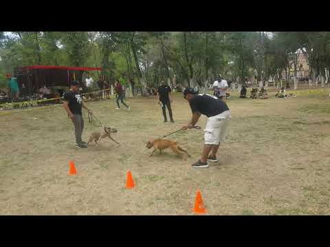 Youtube: Apbt pitbull (Apbt Game Dog)
