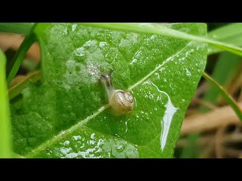 Youtube: jungschnecke trinkt regen