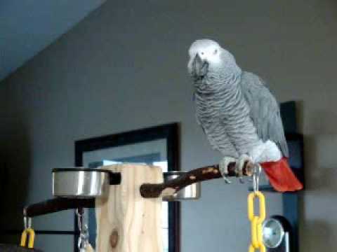 Youtube: Larry the parrot dials an imaginary phone number, rambles a little, then starts laughing.