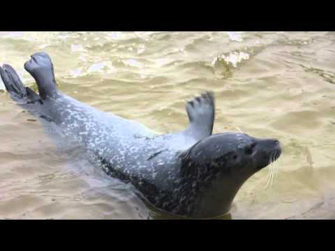 Youtube: Robbe klatscht mit Flosse