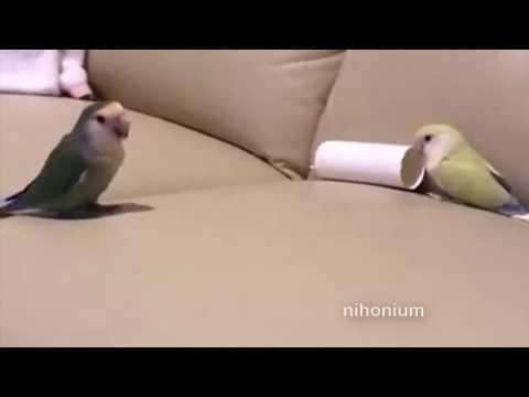 Youtube: Disrespectful Birb