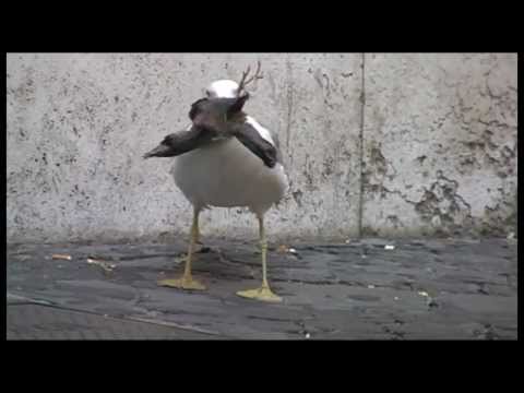Youtube: Möwe verschlingt Taube in Rom