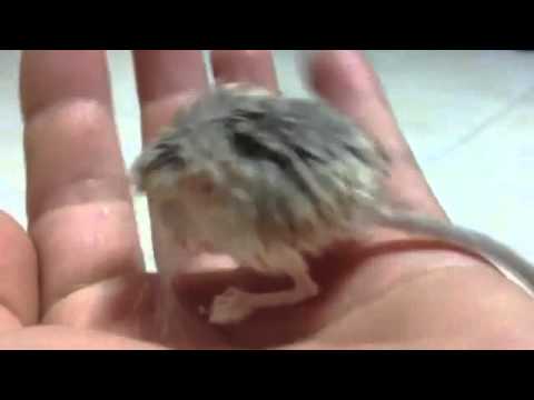 Youtube: Tibet Pygmy Jerboa