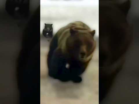 Youtube: Dude messed with the wrong bear 🥶