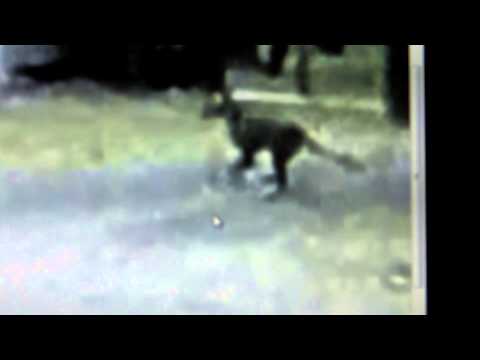 Youtube: M K Davis discusses the 1973 film of a Thylacine on the mainland of Australia
