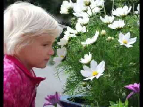 Youtube: Blonde Persian Children