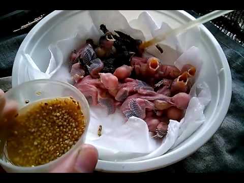 Youtube: 2016 6 22 紅眼白銀文 白喉文鳥  Finches