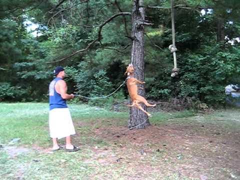 Youtube: Crazy Hops!!!! Red nose pitbull jumping!!!