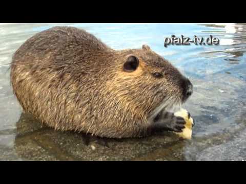 Youtube: Natur vor der Haustür - Die zahmen Biberratten ( Nutria ) im alten Hafen von Speyer