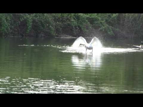 Youtube: swan vs goose HD