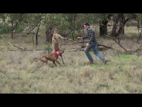 Youtube: Man Punches a Kangaroo in the Face to Rescue His Dog (Original HD) || ViralHog