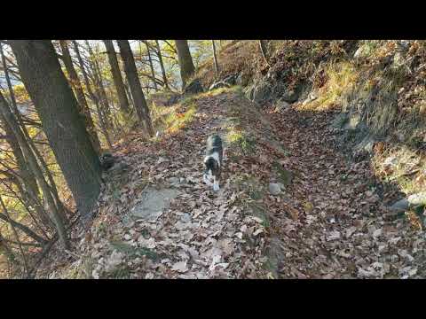 Youtube: Katzenspaziergang-3 28.Nov 2020