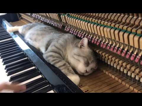 Youtube: Merry go round of life Howl's moving catsle OST for Meow