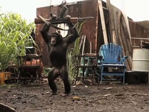 Youtube: Ape With AK-47