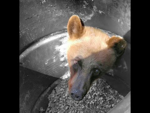 Youtube: HUNTERS FIND BEAR STUCK IN BARREL!
