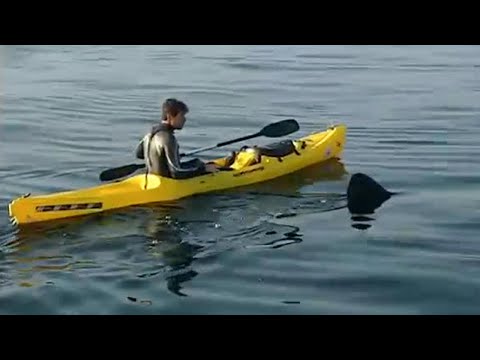 Youtube: UK Shark is Bigger than a Great White | Sharks | BBC Studios