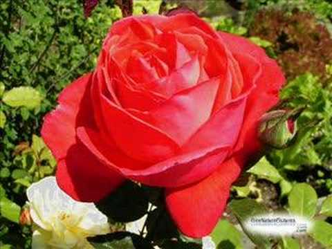 Youtube: Güllerle Gülpembe