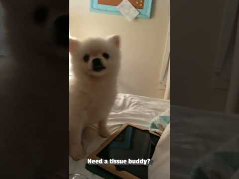 Youtube: Cute Little Dog has Sneezing Fit | FROM THE VAULT