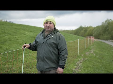 Youtube: Wolfsangriffe gefährden Küstenschutz