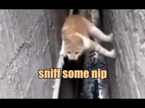 Youtube: Spider-Cat