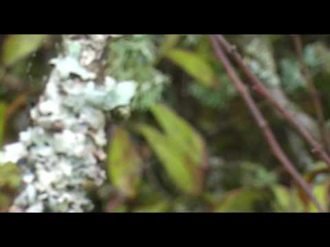 Youtube: HERBST