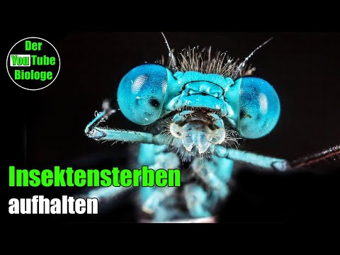 Youtube: Das Insektensterben - was DU dagegen tun kannst