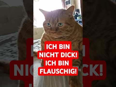Youtube: ICH BIN NICHT DICK! ICH BIN FLAUSCHIG! 😹😹😹 #funnyanimals #funny #katze #funnycats #cats