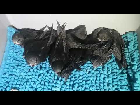 Youtube: Mauersegler Babys