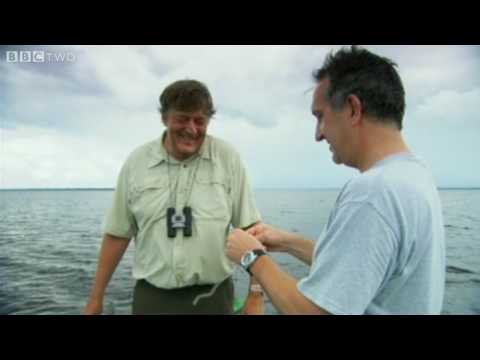 Youtube: Last Chance to See Preview - Episode 1: Candiru - BBC
