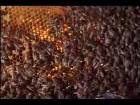 Youtube: Hornet cooked by bees