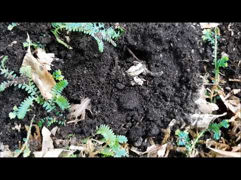 Youtube: Falltürspinne aus Costa Rica - Beutefang in slow motion