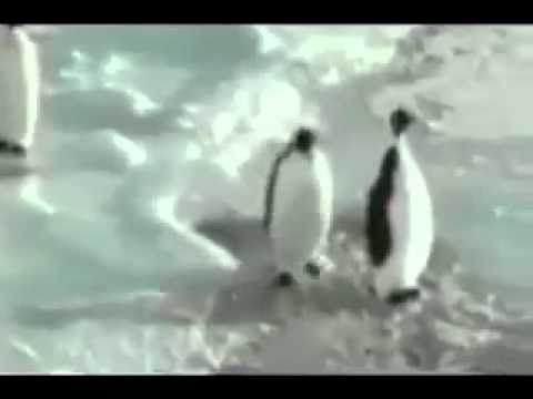 Youtube: Pinguin schubst Pinguin