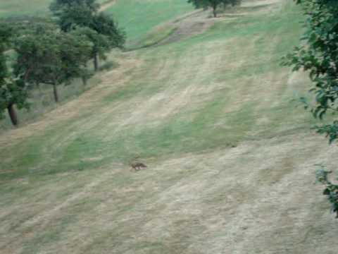 Youtube: Der Fuchs schreit am frühen Morgen