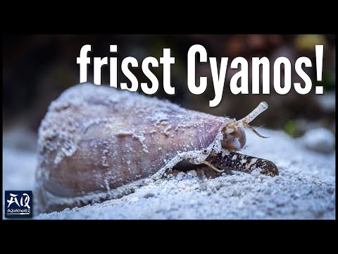 Youtube: Diese Schnecke hat mein Meerwasseraquarium gerettet | AquaOwner