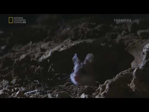 Youtube: Grasshopper Mouse Howl