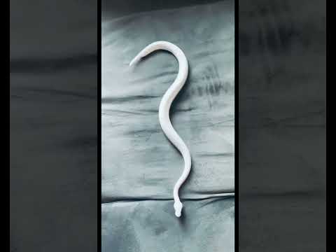 Youtube: Snake vs smooth surfaces