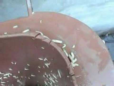 Youtube: Maden - Maggots