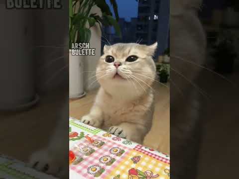 Youtube: NOCH 3 KKNABBERSTÄBCHEN katzenvideos #voiceover #lustigetiere