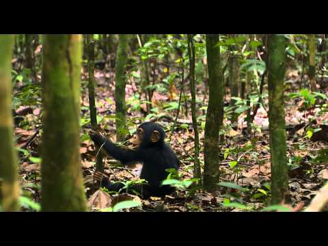 Youtube: Disneynature - SCHIMPANSEN - Offizieller Trailer