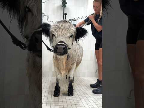 Youtube: My Dirty Cow’s Bath Routine 🫧