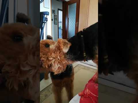 Youtube: Süße Stenkerei 2