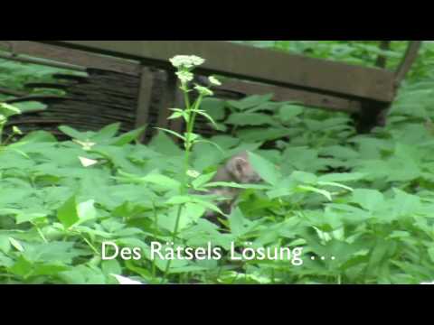 Youtube: Marder hinterm Haus - Juni 2010