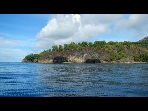 Youtube: Flashlight fish