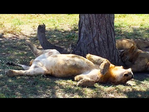 Youtube: The Daily Struggle of Consciousness