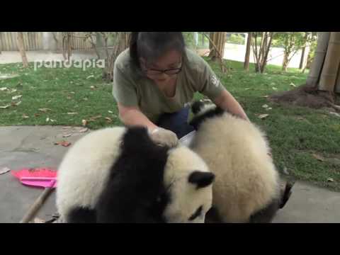 Youtube: CuteïŒWhat did panda do when zookeeper cleaning the leaves