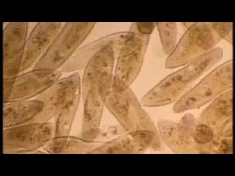 Youtube: Boards Of Canada - The Devil Is In The Details