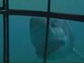 Youtube: the legend of megalodon